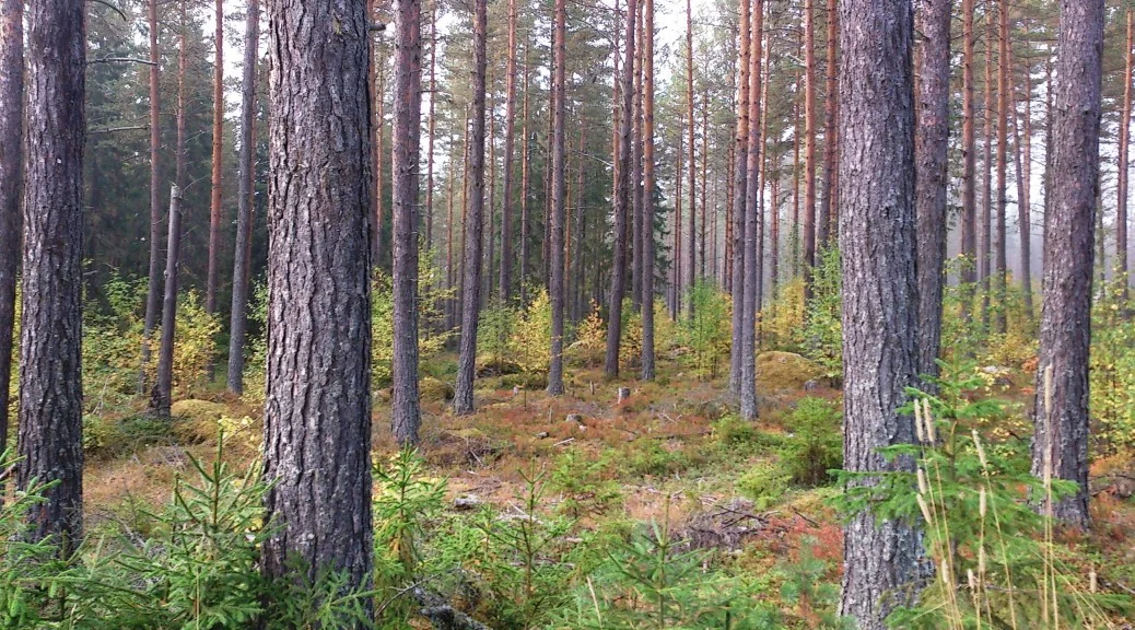 Skog i Östavall – naturvård och skogsbruk